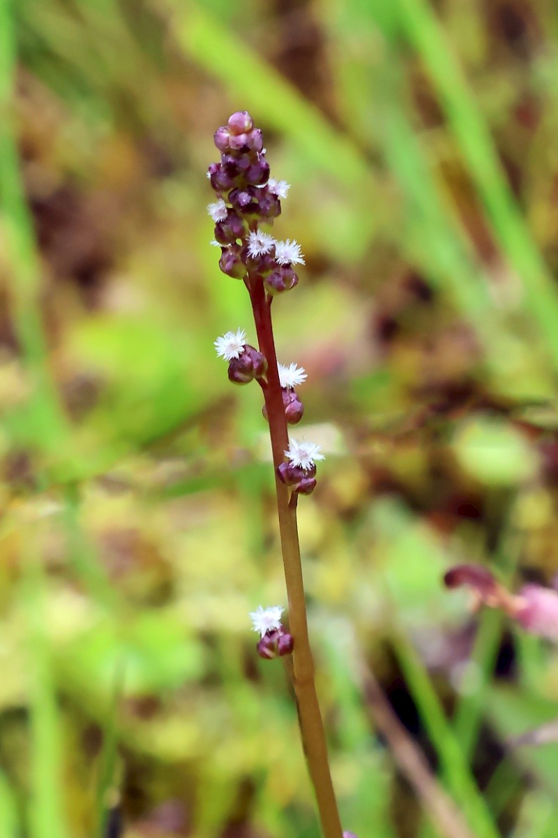 Triglochin palustris - © Charles Hipkin