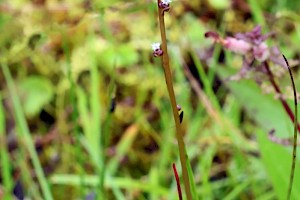 Marsh Arrowgrass: Triglochin palustris