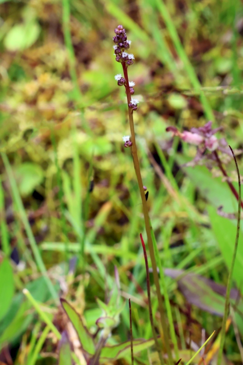 Triglochin palustris - © Charles Hipkin