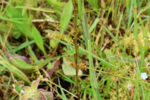 Marsh Arrowgrass: Triglochin palustris