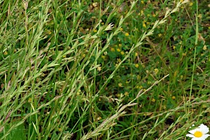 Perennial Rye-grass: Lolium perenne