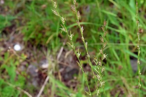 Perennial Rye-grass: Lolium perenne