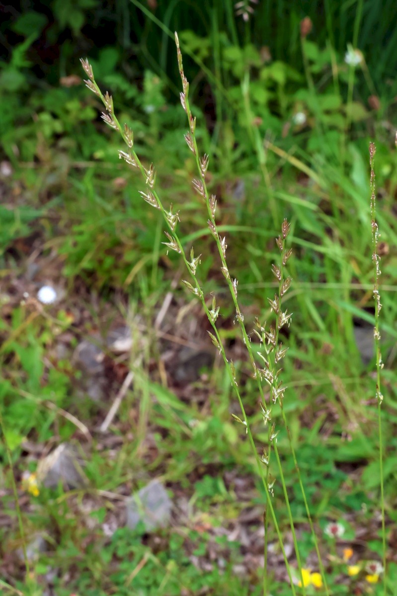 Lolium perenne - © Charles Hipkin