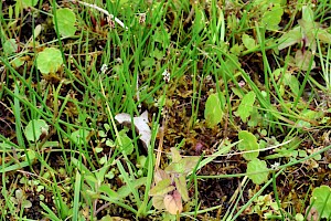 Many-stalked Spike-rush: Eleocharis multicaulis