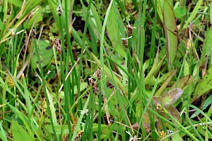 Many-stalked Spike-rush: Eleocharis multicaulis