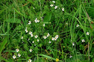 Rostkov's Eyebright: Euphrasia officinalis subsp. pratensis