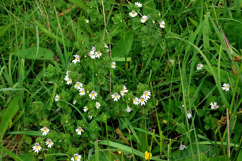 Euphrasia officinalis subsp. pratensis - © Charles Hipkin