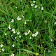 Euphrasia officinalis subsp. pratensis