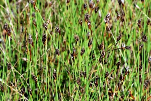 Few-flowered Spike-rush: Eleocharis quinqueflora