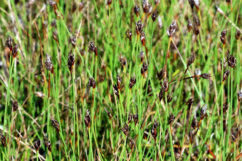 Eleocharis quinqueflora - © Charles Hipkin