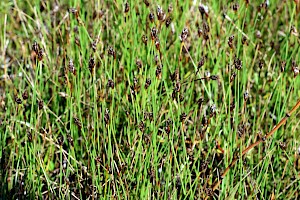 Few-flowered Spike-rush: Eleocharis quinqueflora