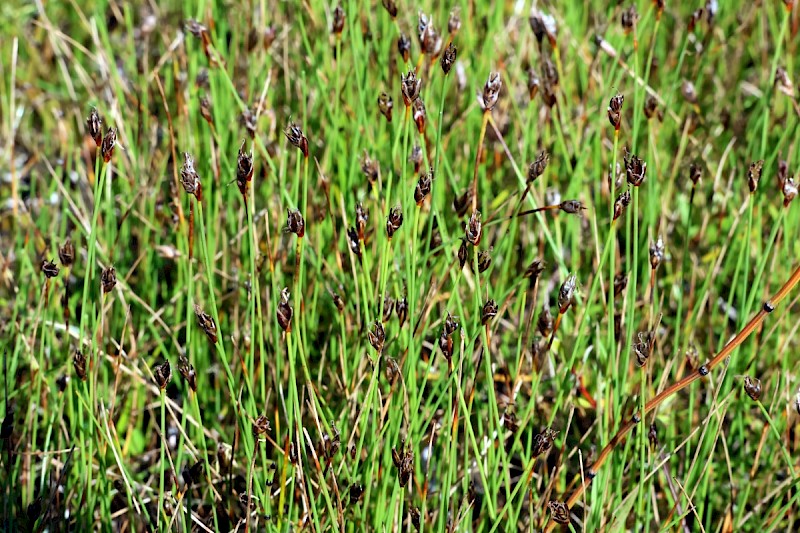 Eleocharis quinqueflora - © Charles Hipkin