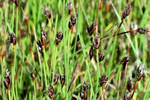 Few-flowered Spike-rush: Eleocharis quinqueflora