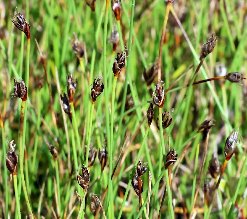 Eleocharis quinqueflora - © Charles Hipkin