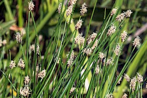 Common Spike-rush: Eleocharis palustris