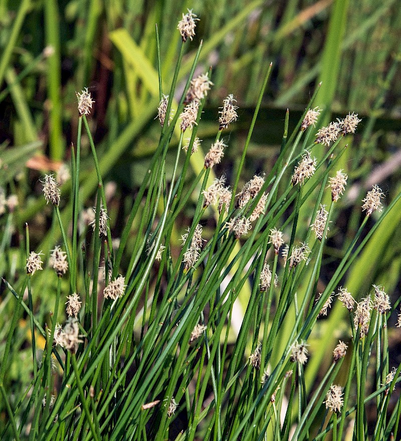 Eleocharis palustris - © Charles Hipkin