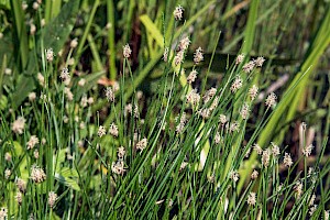 Common Spike-rush: Eleocharis palustris