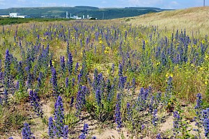 Viper's-bugloss: Echium vulgare