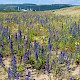 Echium vulgare