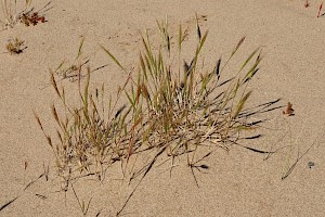 Dune Fescue: Vulpia fasciculata