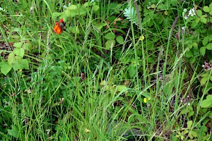 Squirreltail Fescue: Vulpia bromoides