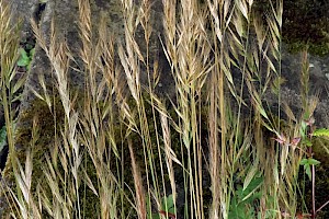 Squirreltail Fescue: Vulpia bromoides