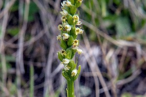 Small-white Orchid: Pseudorchis albida