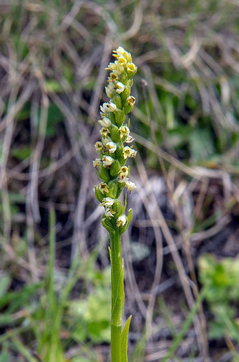 Pseudorchis albida - © Charles Hipkin