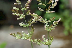 Water Bent: Polypogon viridis