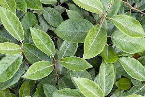 Elaeagnus x submacrophylla E. macrophylla x pungens