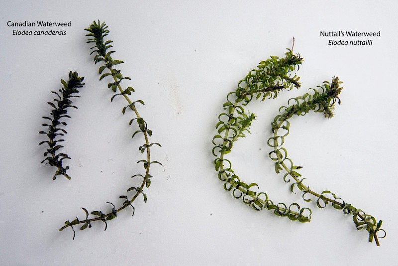 Elodea nuttallii - © Charles Hipkin