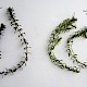 Elodea nuttallii