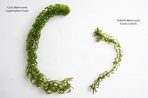 Curly Waterweed: Lagarosiphon major