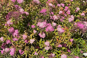 Spiraea japonica Japanese Spiraea