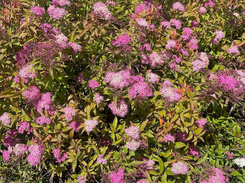 Spiraea japonica - © Charles Hipkin