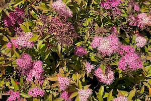 Japanese Spiraea: Spiraea japonica