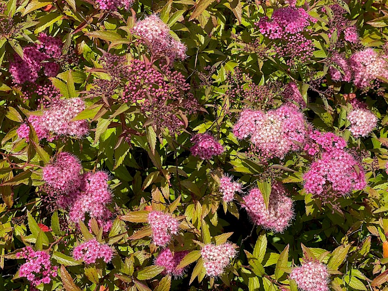 Spiraea japonica - © Charles Hipkin