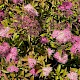 Spiraea japonica