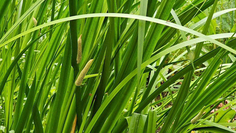 Acorus calamus - © Barry Stewart