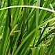 Acorus calamus