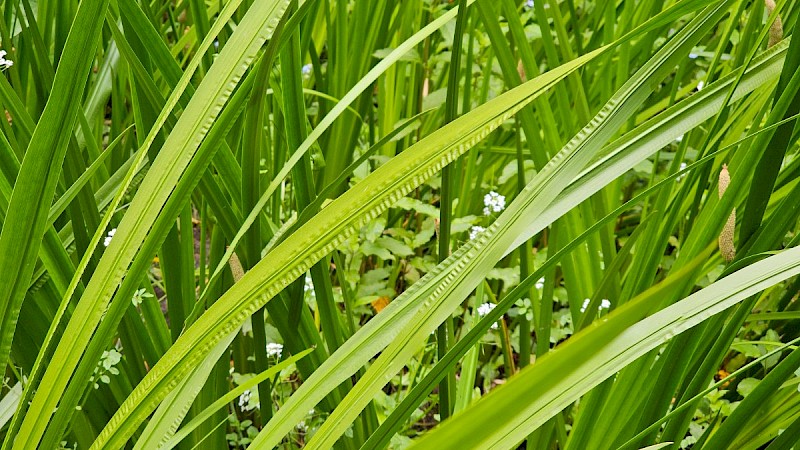 Acorus calamus - © Barry Stewart