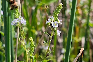 Blue Water-speedwell: Veronica anagallis-aquatica agg.