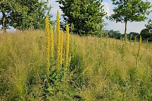 Dark Mullein: Verbascum nigrum