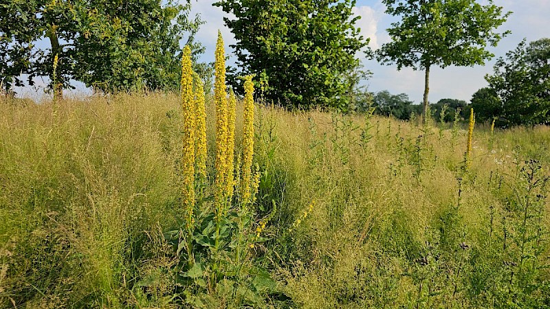 Verbascum nigrum - © Barry Stewart