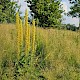 Verbascum nigrum