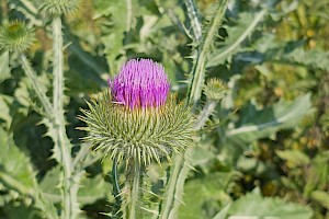 Cotton Thistle: Onopordum acanthium