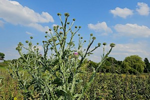 Cotton Thistle: Onopordum acanthium