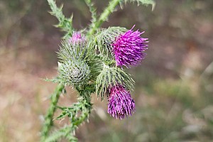 Welted Thistle: Carduus crispus