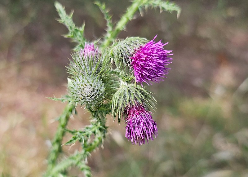 Carduus crispus - © Barry Stewart