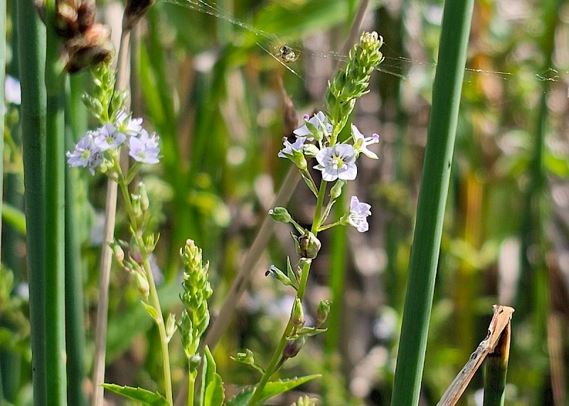 Veronica anagallis-aquatica - © Barry Stewart